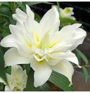 ΛΙΛΙΟΥΜ ΟΡ.ΛΕΥΚΟ ΔΙΠΛΟ LILIUM OR DU  CAROLINA
